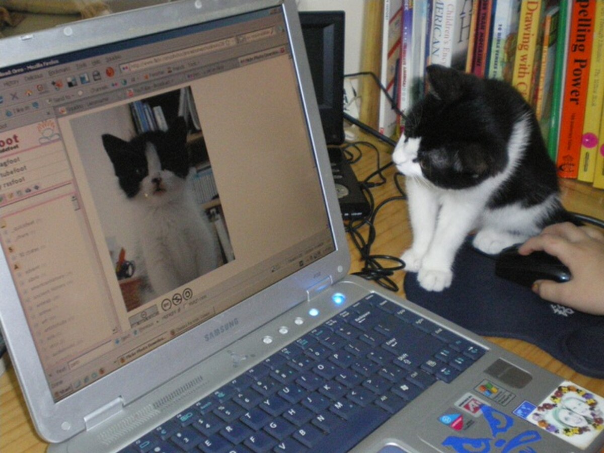 The cat opened a recursive video call and is processing several difficult truths.