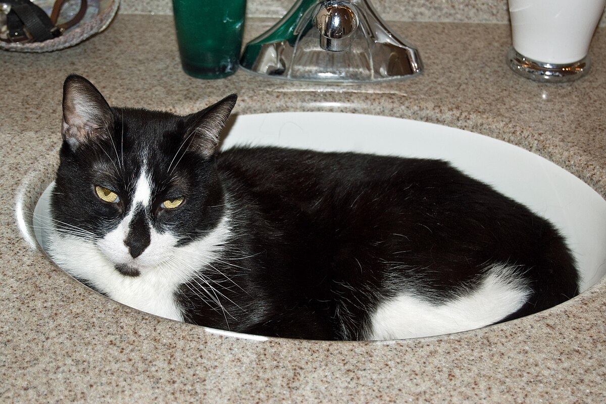 The basin is booked until further notice. Running water requires manager approval.