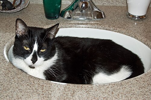 The basin is booked until further notice. Running water requires manager approval.