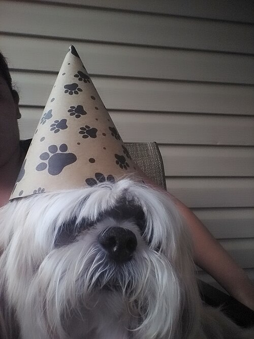The hat says celebration. The expression says the age calculation is under appeal.