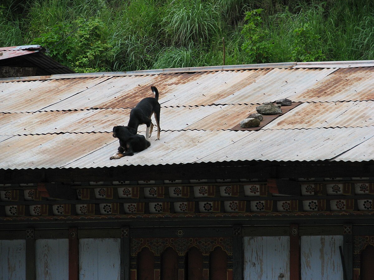 Bhutanese quality control is elevated, alert, and refusing to come downstairs.
