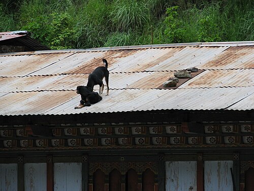 Bhutanese quality control is elevated, alert, and refusing to come downstairs.